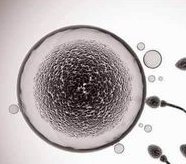 试管婴儿进周后，提高成功率请做好这几件事!